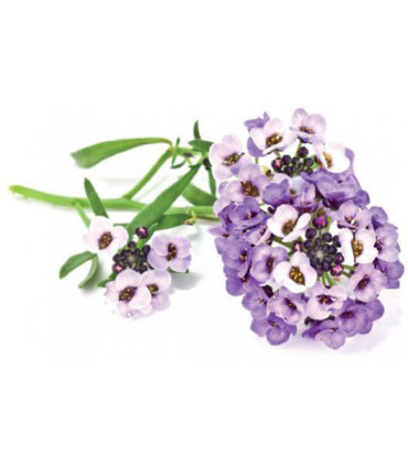 Click & Grow Smart Garden refill Kivikilbik 3tk