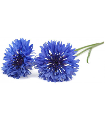 Click & Grow Smart Garden refill Rukkilill 3tk