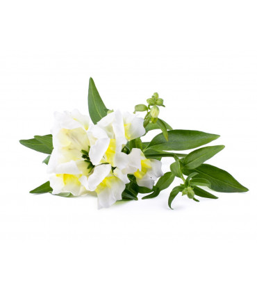 Click & Grow Smart Refill Valge lõvilõug 3tk