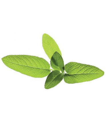 Click & Grow Smart Garden refill Aedsalvei 3tk