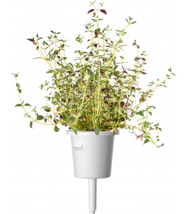 Click & Grow Plant Pod Steak Mix 9tk