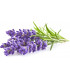 Click & Grow Smart Garden refill Lavendel 3tk
